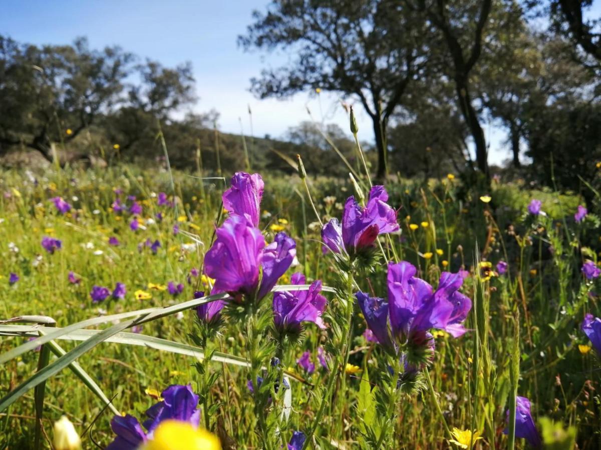 الشقق الفندقية La Roca de la Sierraفي  Chozos De La Dehesa المظهر الخارجي الصورة